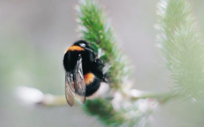 Het belang van wilde bijen bij crises