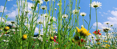Duurzame en biologische kwekerijen – Bloemen, bollen, bomen en zaden