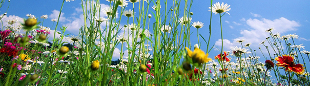 Duurzame en biologische kwekerijen – Bloemen, bollen, bomen en zaden